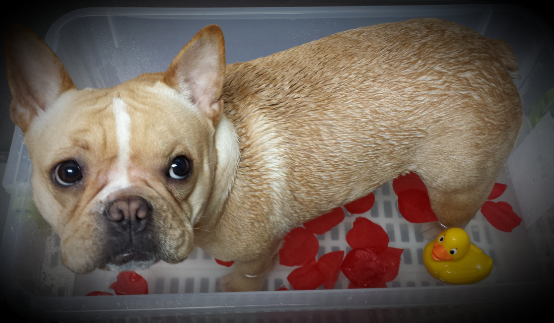 The Classic Canine Pet Spa Home