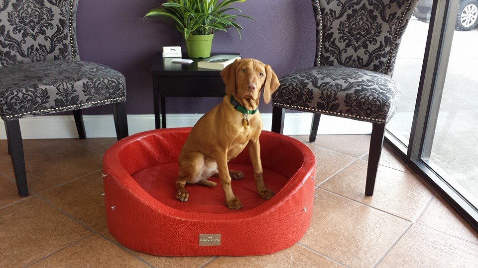 The Classic Canine Pet Spa Home