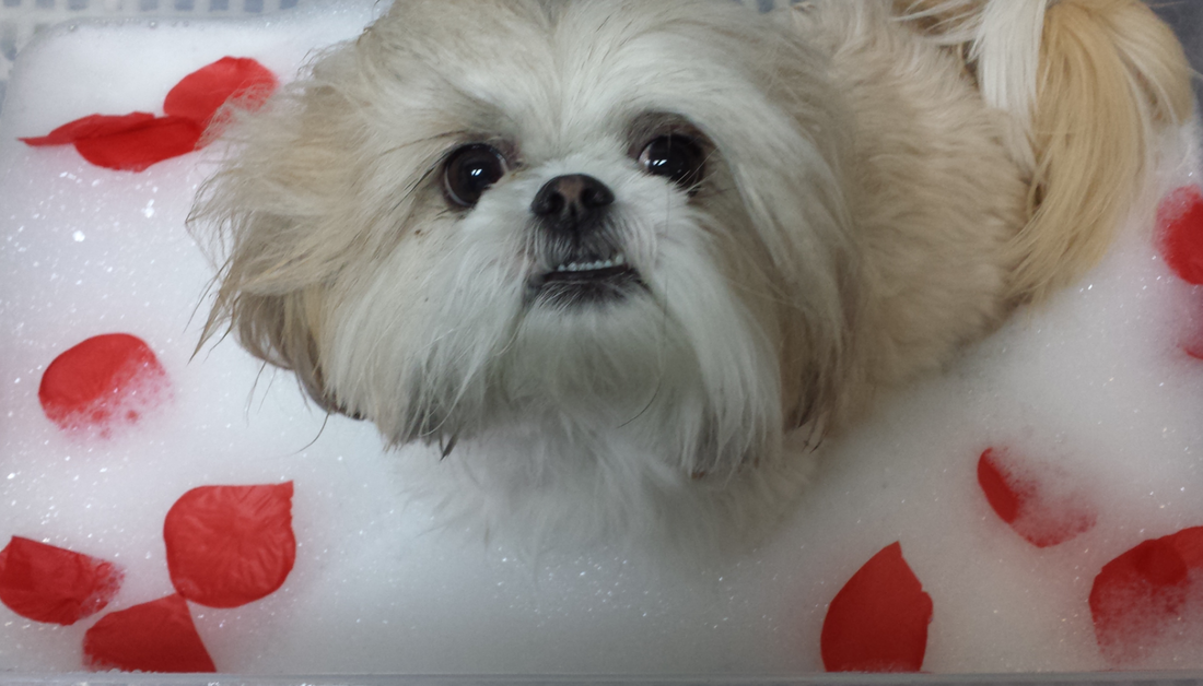 The classic 2025 canine pet spa