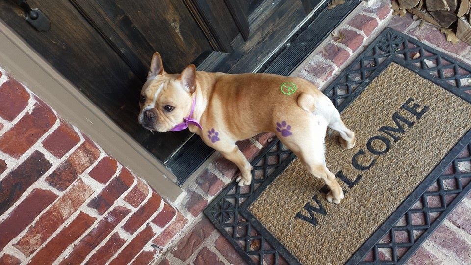 The classic canine discount pet spa